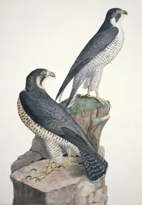 Framed Print : Falco peregrinus, peregrine palcon Framed Print : Falco peregrinus, peregrine palcon
