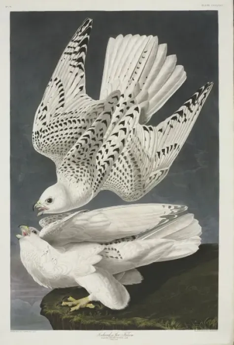 Framed Print : Falco rusticolus, gyrfalcon Framed Print : Falco rusticolus, gyrfalcon
