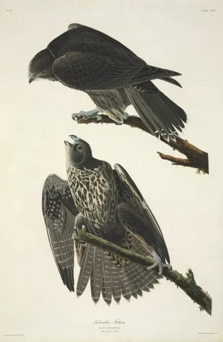 Framed Print : Falco rusticolus, gyrfalcon Framed Print : Falco rusticolus, gyrfalcon