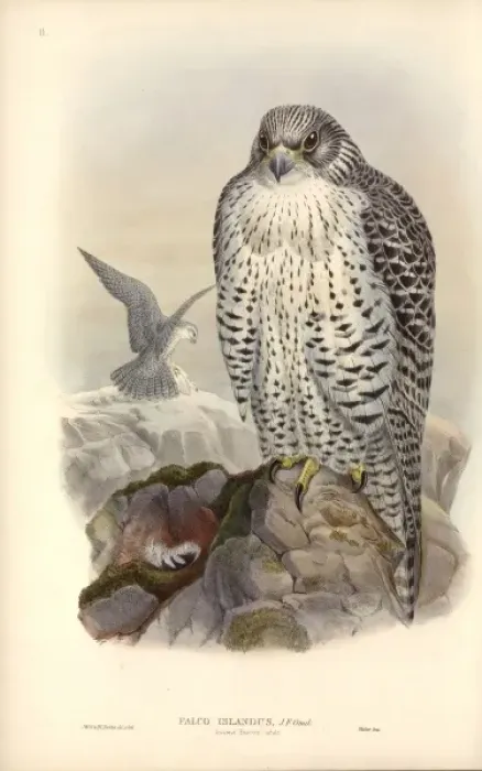 Framed Print : Falco rusticolus, gyrfalcon Framed Print : Falco rusticolus, gyrfalcon