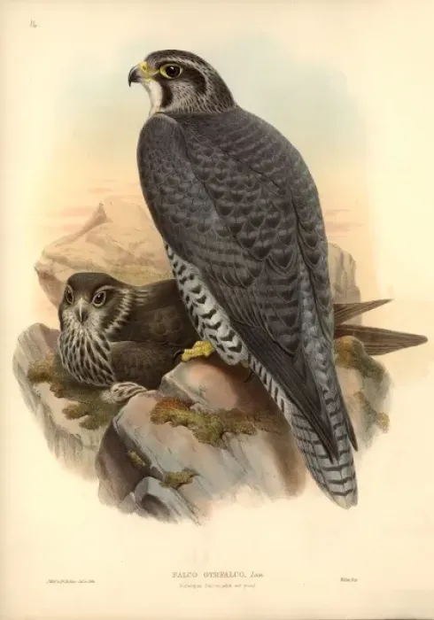Framed Print : Falco rusticolus, gyrfalcon Framed Print : Falco rusticolus, gyrfalcon