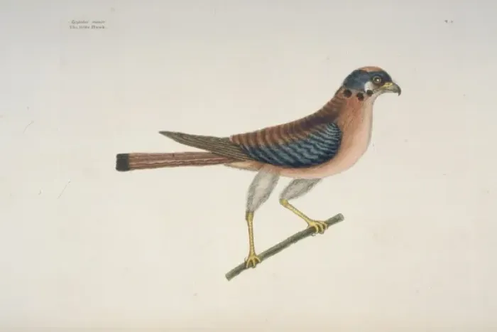 Framed Print : Falco sparverius, American kestrel Framed Print : Falco sparverius, American kestrel