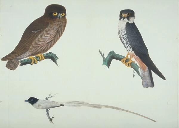 Falco subbuteo, hobby, Terpsiphone sp. Paradise-flycatcher
