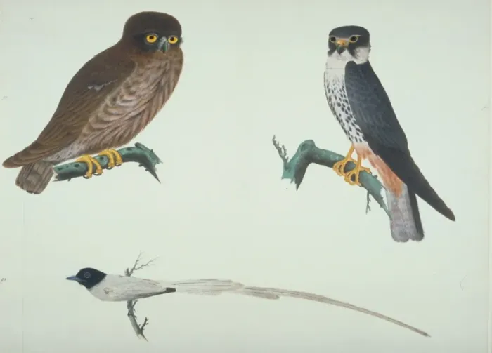 Framed Print : Falco subbuteo, hobby, Terpsiphone sp. Paradise-flycatcher