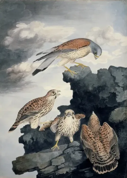 Framed Print : Falco tinnunculus, common kestrel Framed Print : Falco tinnunculus, common kestrel