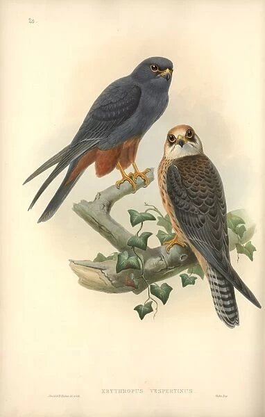 Falco vespertinus, red-footed falcon