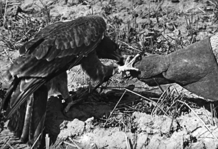 Framed Print : Falconry : Feeding Framed Print : Falconry : Feeding