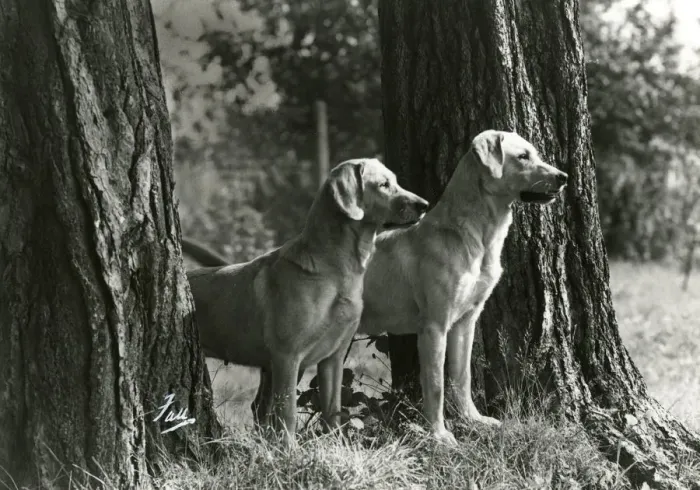 Framed Print : FALL / 2 LABRADOR DOGS Framed Print : FALL / 2 LABRADOR DOGS