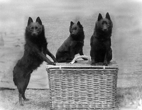 Fall  /  3 black Schipperkes posing on a wicker basket