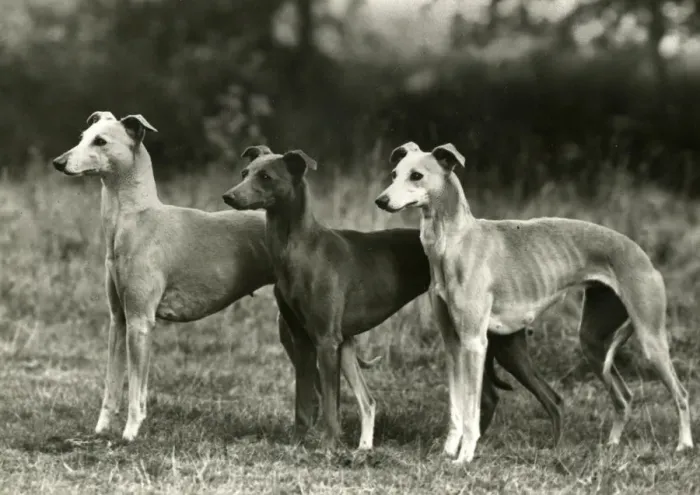 Framed Print : FALL / 3 WHIPPETS TOGETHER Framed Print : FALL / 3 WHIPPETS TOGETHER