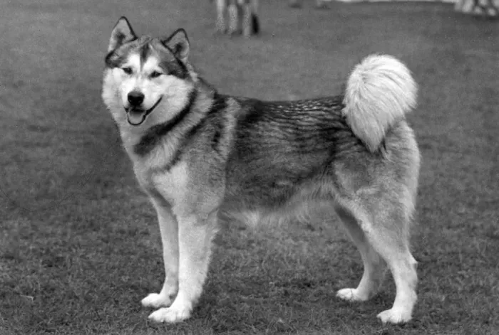 Framed Print : FALL / ALASKAN MALAMUTE Framed Print : FALL / ALASKAN MALAMUTE