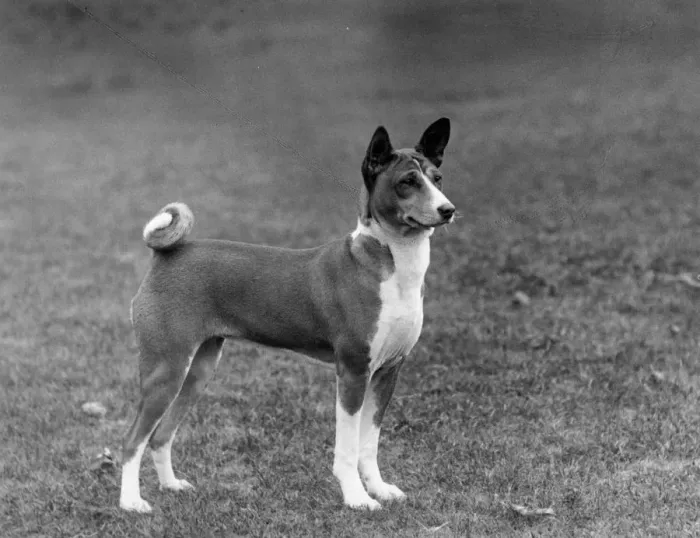 Framed Print : FALL / BASENJI / 1938 Framed Print : FALL / BASENJI / 1938