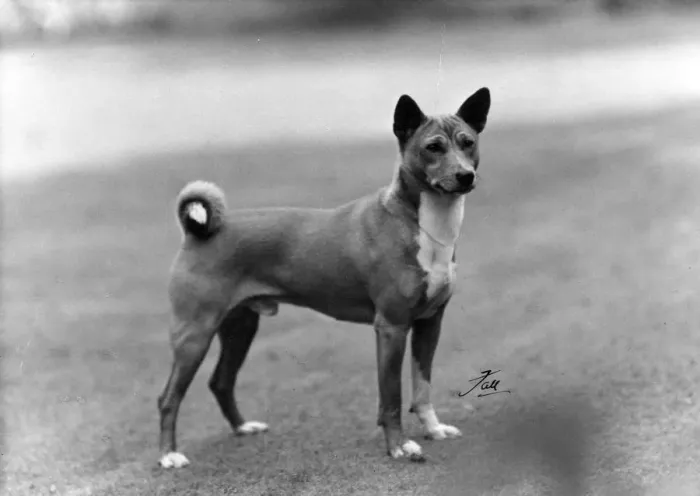 Framed Print : FALL / BASENJI / 1953 Framed Print : FALL / BASENJI / 1953