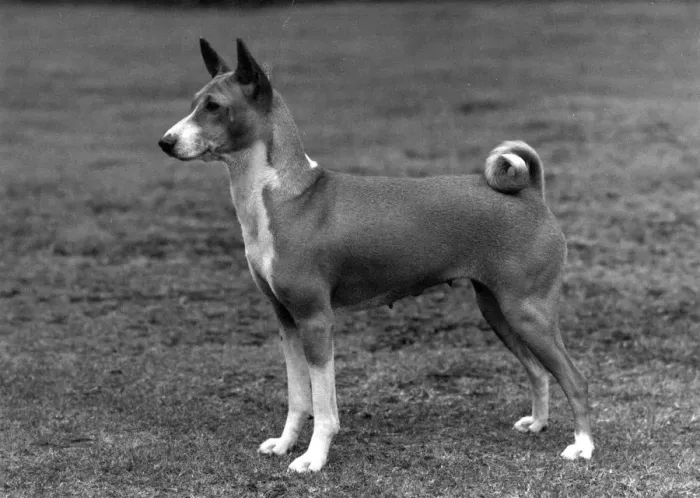 Framed Print : FALL  /  BASENJI  /  1972