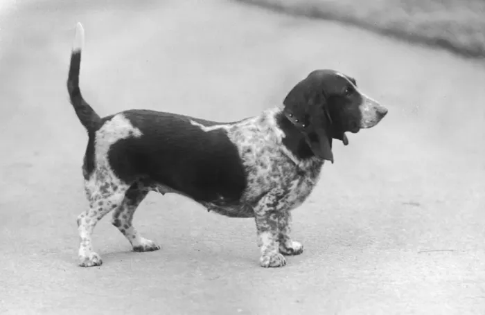 Framed Print : FALL / BASSETT HOUND / 1936 Framed Print : FALL / BASSETT HOUND / 1936