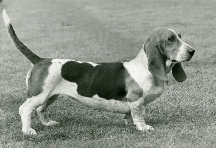 Framed Print : FALL / BASSETT HOUND / 1952 Framed Print : FALL / BASSETT HOUND / 1952