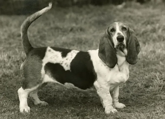 Framed Print : FALL / BASSETT HOUND / 1954 Framed Print : FALL / BASSETT HOUND / 1954
