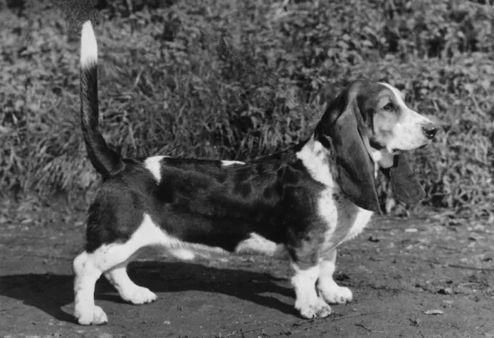Framed Print : FALL  /  BASSETT HOUND  /  1968