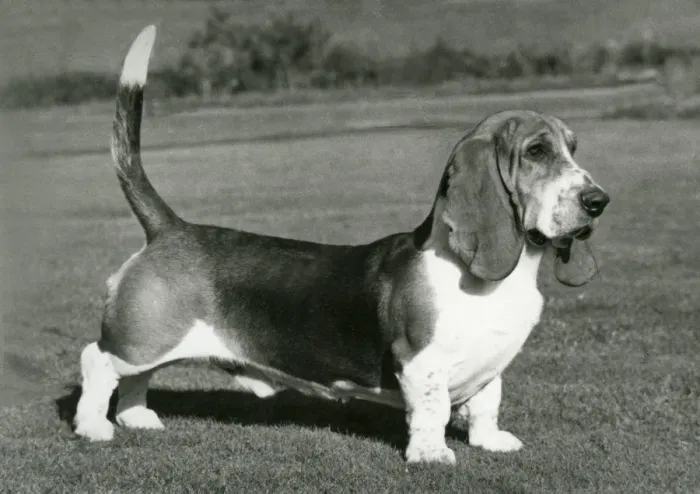 Framed Print : FALL / BASSETT HOUND / 1975 Framed Print : FALL / BASSETT HOUND / 1975