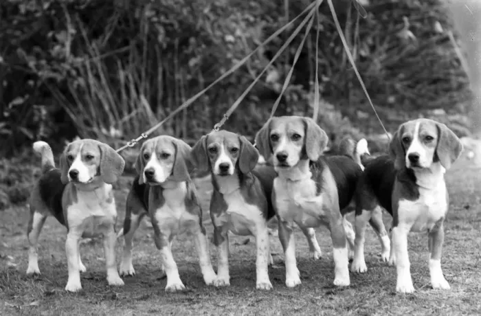 Framed Print : FALL / BEAGLE / 1959 Framed Print : FALL / BEAGLE / 1959