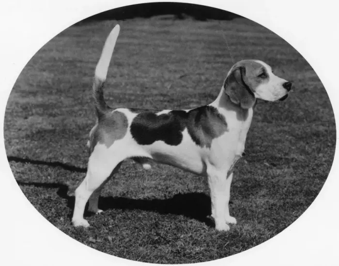 Framed Print : FALL / BEAGLE / 1979 Framed Print : FALL / BEAGLE / 1979