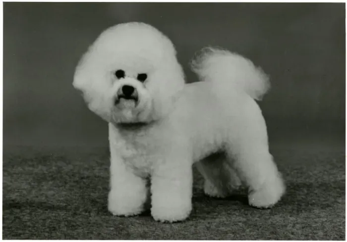 Framed Print : FALL / BICHON FRISE / 1990 Framed Print : FALL / BICHON FRISE / 1990