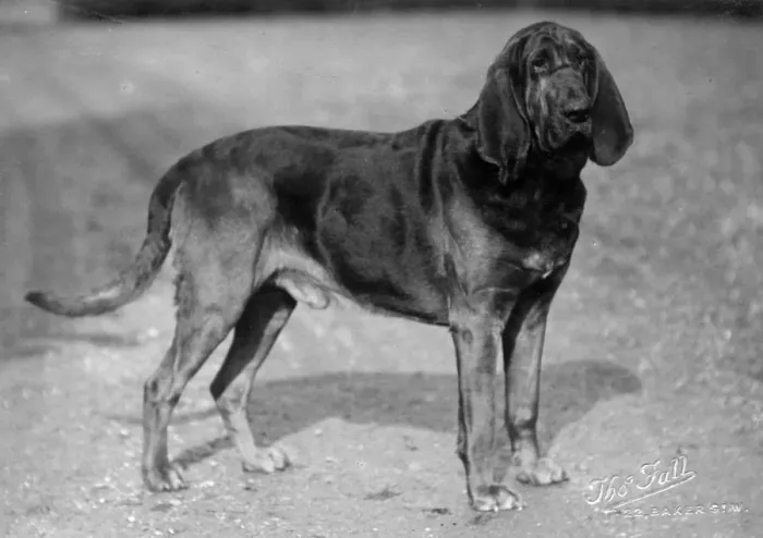Framed Print : FALL / BLOODHOUND / 1927 Framed Print : FALL / BLOODHOUND / 1927
