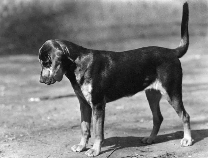 Framed Print : FALL / BLOODHOUND / 1947 Framed Print : FALL / BLOODHOUND / 1947