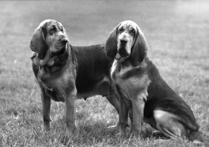 Framed Print : FALL / BLOODHOUND / 1961 Framed Print : FALL / BLOODHOUND / 1961