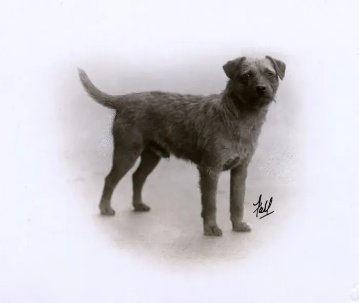 Framed Print : FALL / BORDER TERRIER / 1929 Framed Print : FALL / BORDER TERRIER / 1929