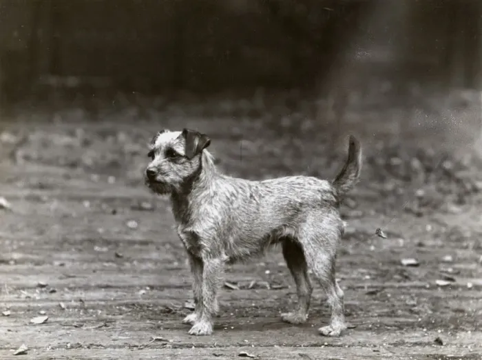 Framed Print : FALL / BORDER TERRIER / 1932 Framed Print : FALL / BORDER TERRIER / 1932