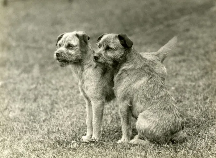 Framed Print : FALL / BORDER TERRIER / 1938 Framed Print : FALL / BORDER TERRIER / 1938
