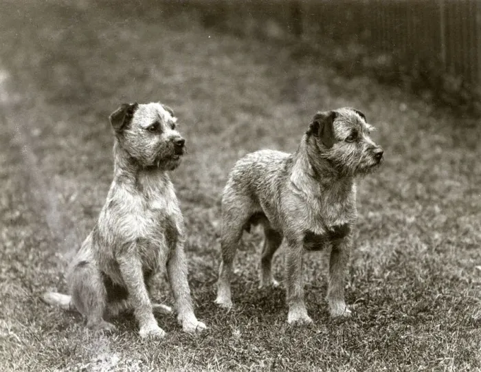 Framed Print : FALL / BORDER TERRIER / 1938 Framed Print : FALL / BORDER TERRIER / 1938