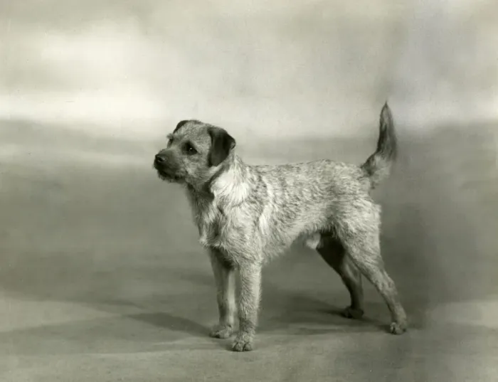 Framed Print : FALL / BORDER TERRIER / 1940 Framed Print : FALL / BORDER TERRIER / 1940
