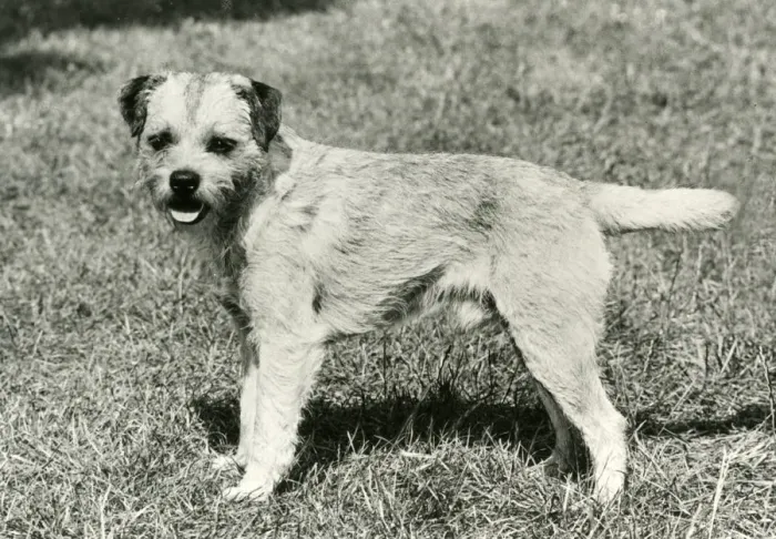 Framed Print : FALL / BORDER TERRIER / 1973 Framed Print : FALL / BORDER TERRIER / 1973