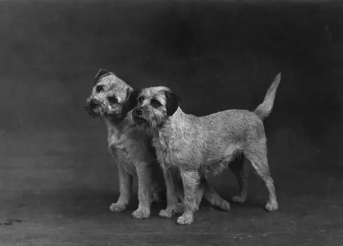 Framed Print : Fall / Border Terriers Framed Print : Fall / Border Terriers