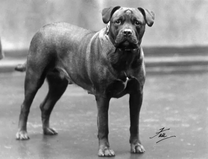 Framed Print : FALL / BULL MASTIFF 1938 Framed Print : FALL / BULL MASTIFF 1938