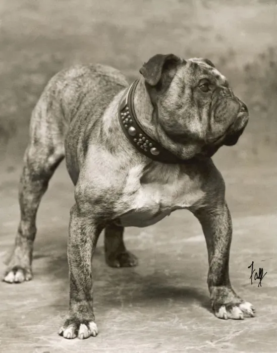 Framed Print : FALL / BULLDOG / 1907 Framed Print : FALL / BULLDOG / 1907