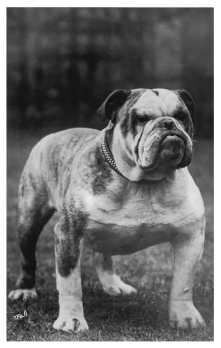 Framed Print : Fall - Bulldog - 1922