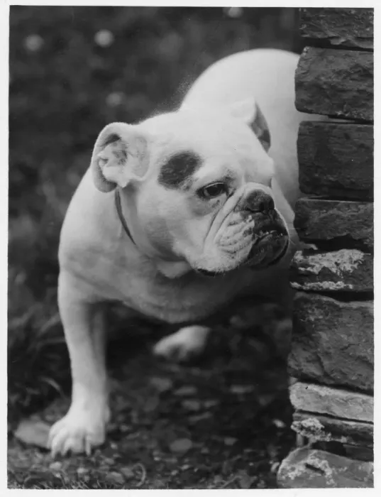 Framed Print : FALL / BULLDOG / 1931 Framed Print : FALL / BULLDOG / 1931