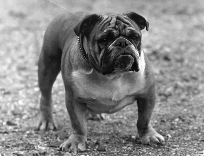 Framed Print : FALL / BULLDOG / 1933 Framed Print : FALL / BULLDOG / 1933