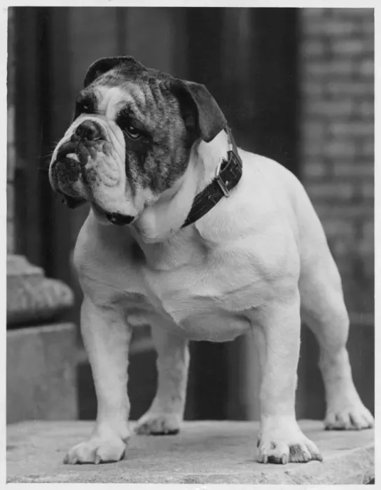 Framed Print : FALL / BULLDOG / 1938 Framed Print : FALL / BULLDOG / 1938