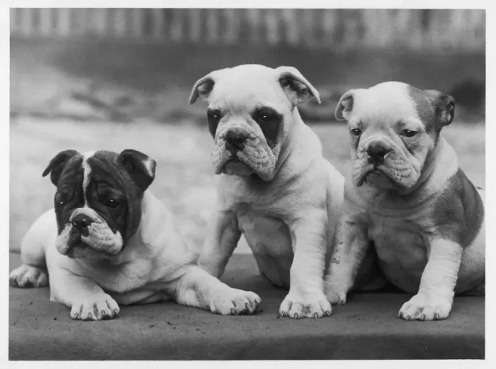 Framed Print : FALL / BULLDOG / 1938 Framed Print : FALL / BULLDOG / 1938
