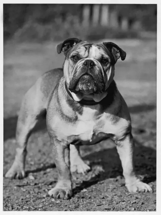 Framed Print : Fall - Bulldog - 1945 Framed Print : Fall - Bulldog - 1945