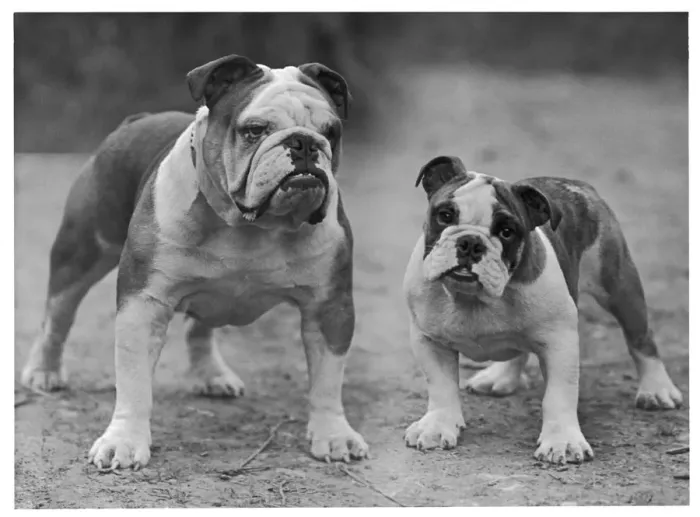 Framed Print : Fall - Bulldog - 1946 Framed Print : Fall - Bulldog - 1946