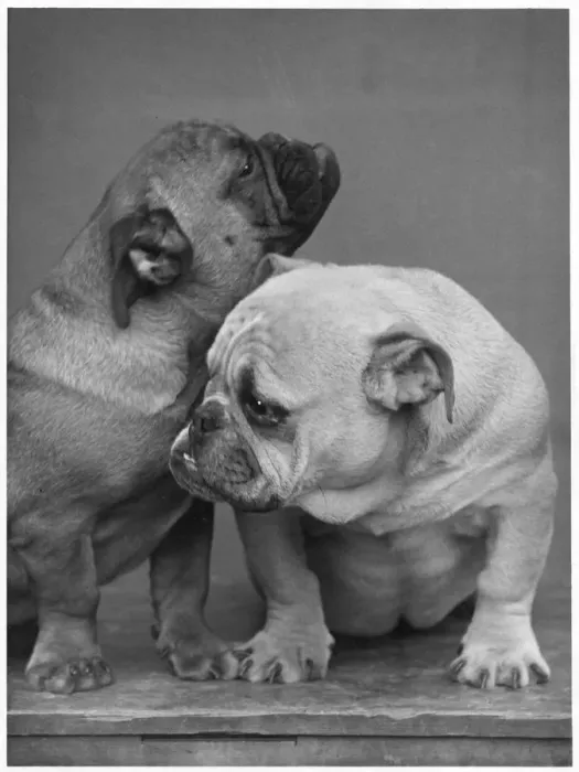 Framed Print : Fall - Bulldog Puppies - 33 Framed Print : Fall - Bulldog Puppies - 33