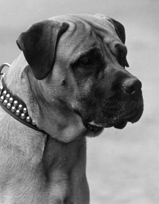 Framed Print : FALL / BULLMASTIFF / 1935 Framed Print : FALL / BULLMASTIFF / 1935