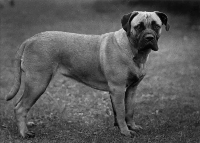 Framed Print : FALL / BULLMASTIFF / 1955 Framed Print : FALL / BULLMASTIFF / 1955