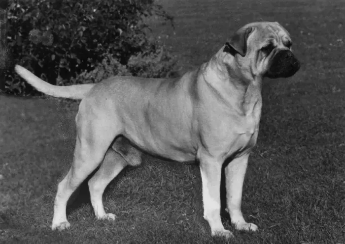 Framed Print : FALL / BULLMASTIFF / 1966 Framed Print : FALL / BULLMASTIFF / 1966