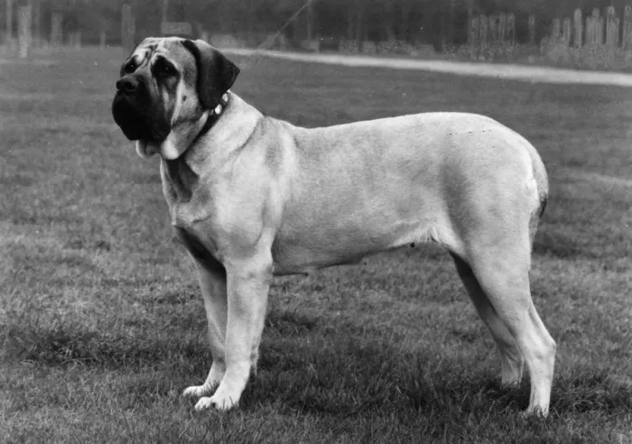 Framed Print : FALL / BULLMASTIFF / 1976 Framed Print : FALL / BULLMASTIFF / 1976
